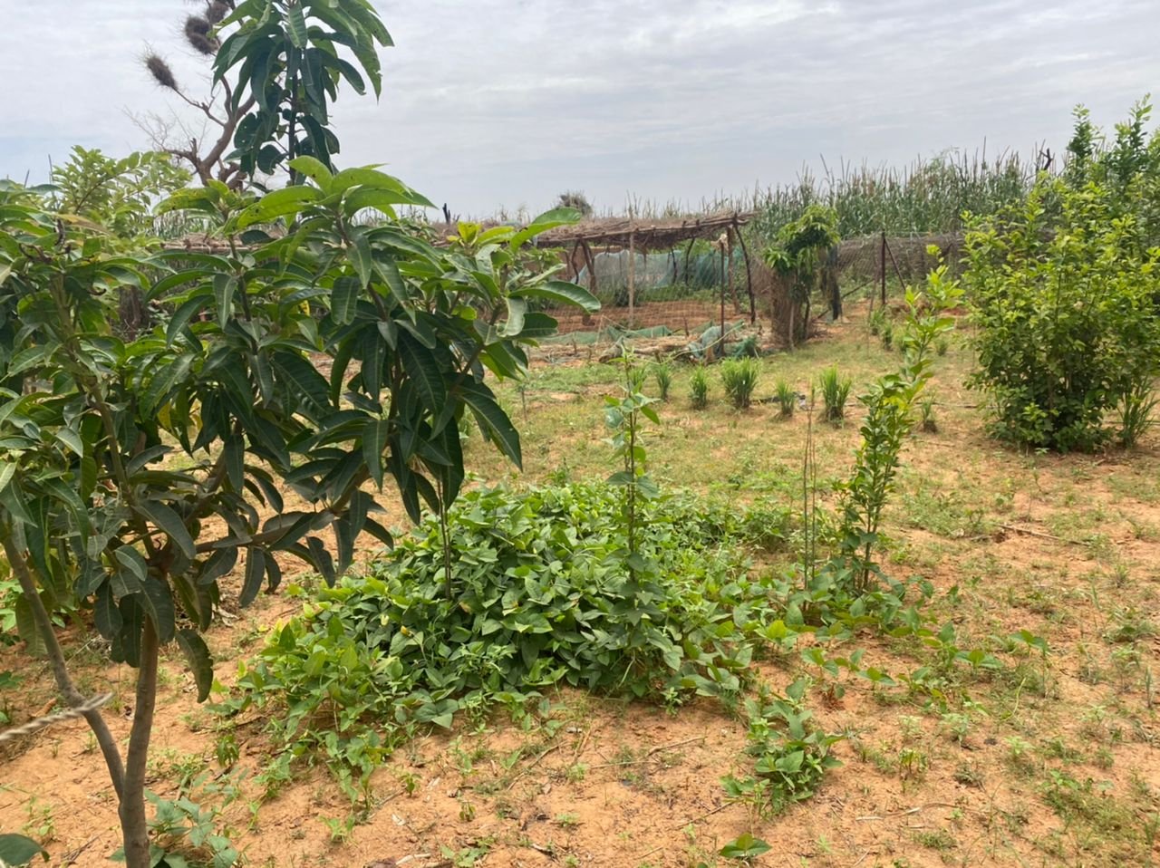 Jardin mature dense — maïs et cultures SIQAYA