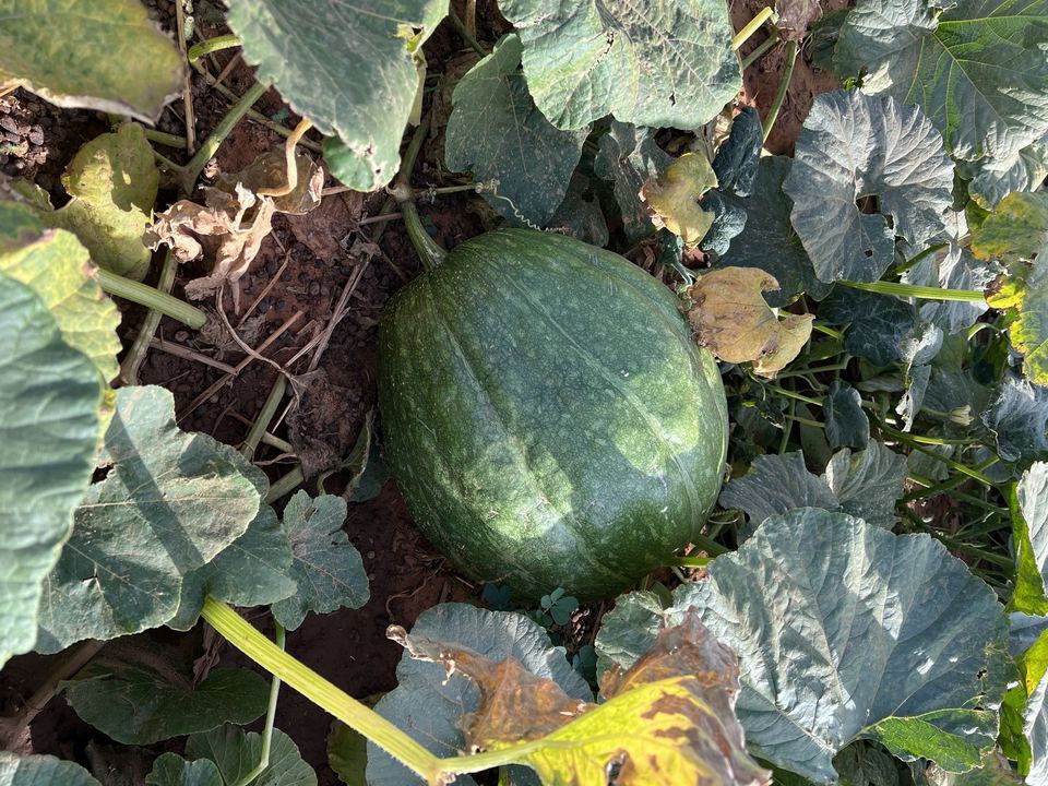 Action SIQAYA — jardins potagers — photo 32 sur 83